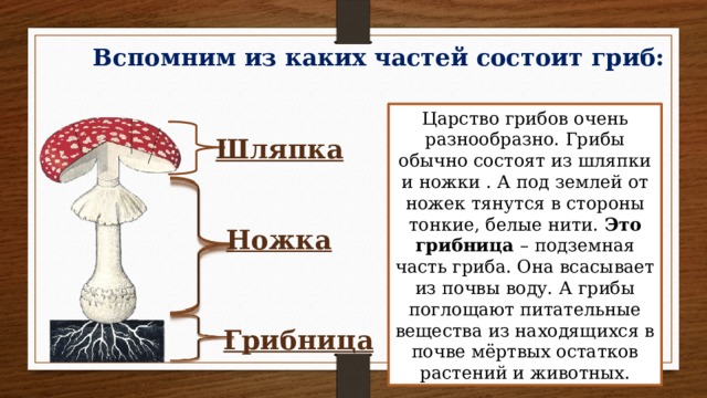 Презентация грибы 5 класс фгос пасечник презентация