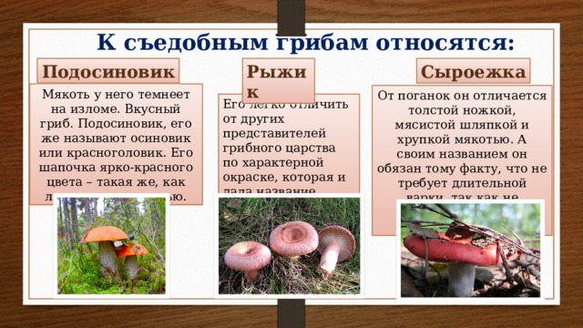 К какому веществу относятся грибы. К съедобным грибам относятся. Подосиновик относится к грибам. Сообщение про гриб красноголовик. К высшим грибам относятся.