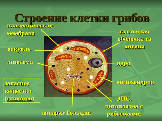 Строение клетки грибов плазматическая мембрана клеточная оболочка из хитина вакуоль лизосома ядро митохондрия запасное вещество ( гликоген ) ЭПС, цитоплазма с рибосомами аппарат Гольджи 