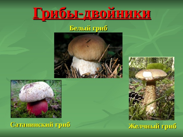 Грибы-двойники Белый гриб Сатанинский гриб Желчный гриб 
