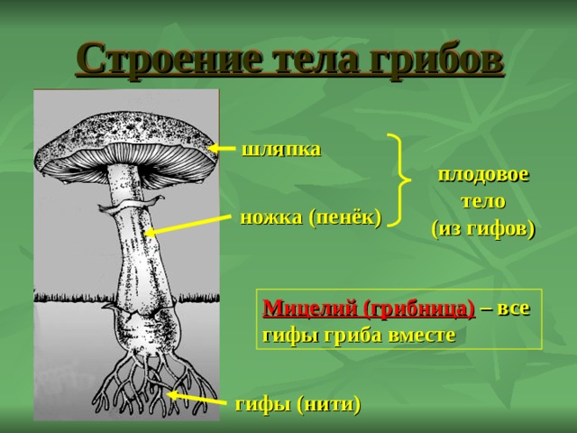Строение тела грибов шляпка плодовое тело (из гифов) ножка (пенёк) Мицелий (грибница) – все гифы гриба вместе гифы (нити) 