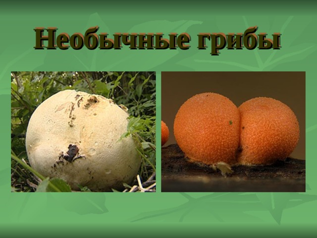 Необычные грибы 