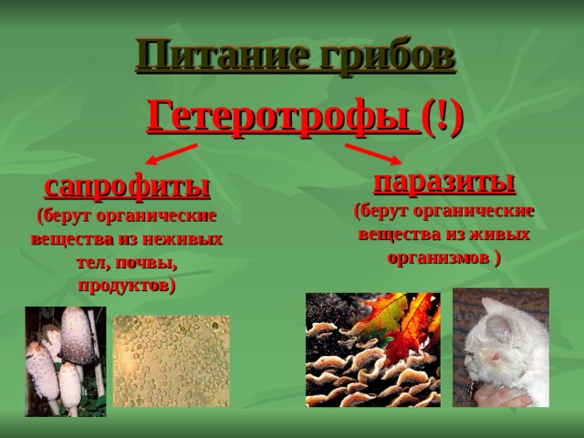 Питание грибов Гетеротрофы (!) паразиты (берут органические вещества из живых организмов  ) сапрофиты (берут органические вещества из неживых тел, почвы, продуктов) 