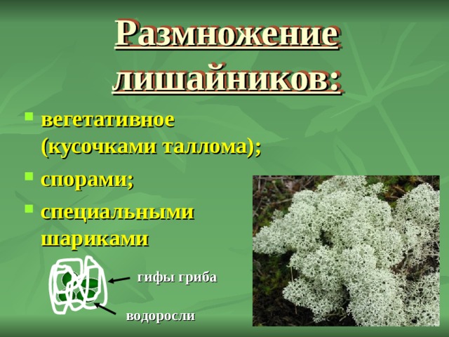 Размножение лишайников: вегетативное (кусочками таллома); спорами; специальными шариками гифы гриба водоросли 