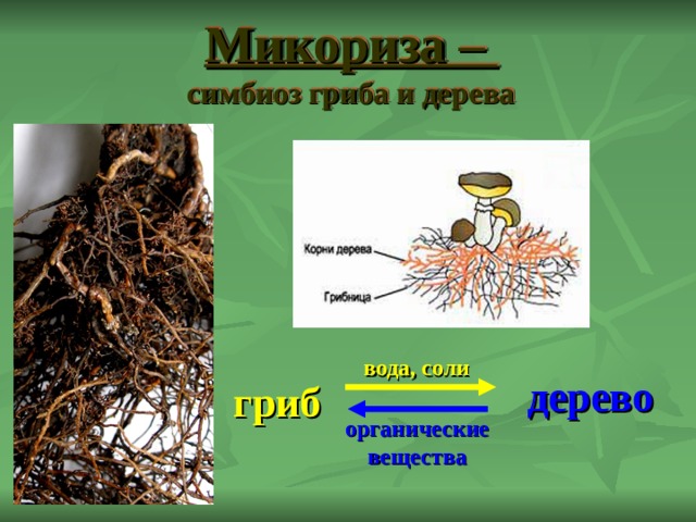 Микориза –  симбиоз гриба и дерева вода, соли дерево гриб органические вещества 