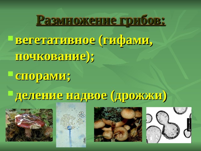 Размножение грибов: вегетативное (гифами, почкование); спорами; деление надвое (дрожжи) 