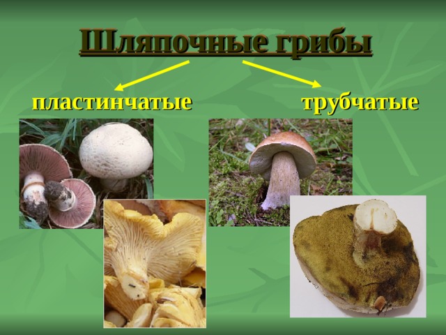 Шляпочные грибы пластинчатые трубчатые 