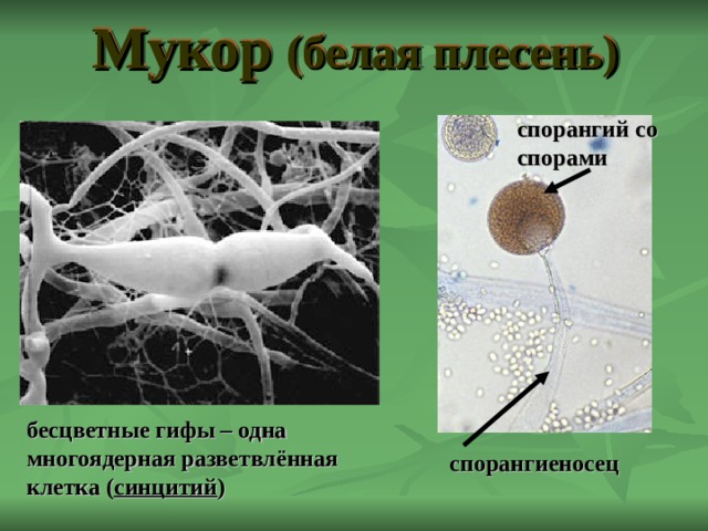 Мукор (белая плесень) спорангий со спорами бесцветные гифы – одна многоядерная разветвлённая клетка ( синцитий ) спорангиеносец 