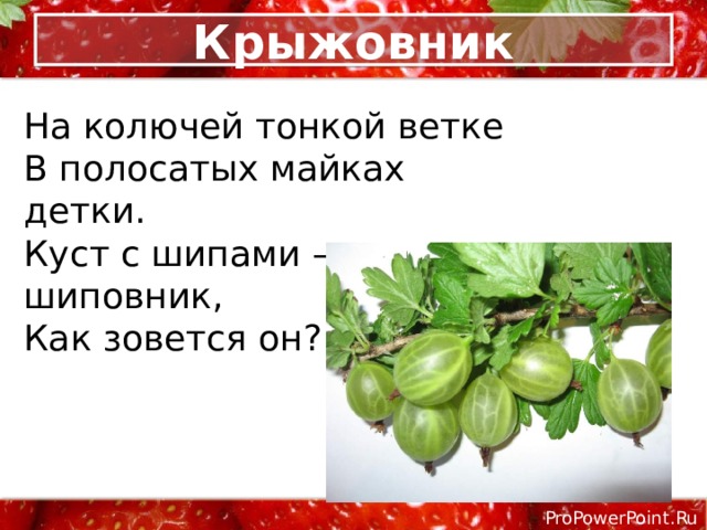 Крыжовник На колючей тонкой ветке В полосатых майках детки. Куст с шипами — не шиповник, Как зовется он? 