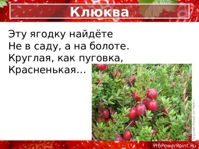 Клюква Эту ягодку найдёте  Не в саду, а на болоте.  Круглая, как пуговка,  Красненькая… 