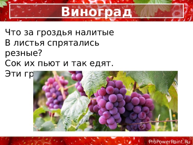 Виноград Что за гроздья налитые  В листья спрятались резные?  Сок их пьют и так едят.  Эти гроздья — … 