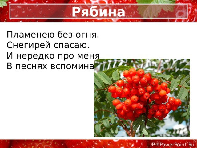 Рябина Пламенею без огня.  Снегирей спасаю.  И нередко про меня  В песнях вспоминают. 