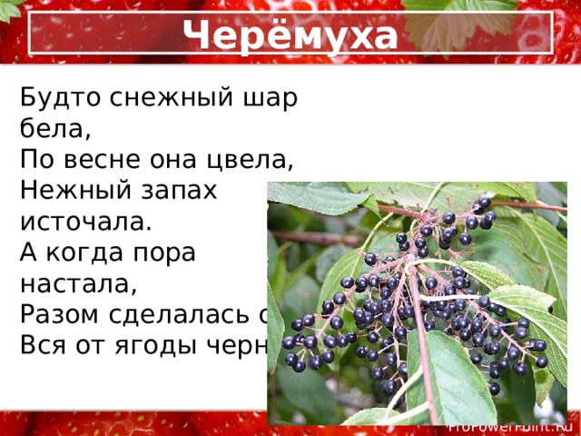 Черёмуха Будто снежный шар бела,  По весне она цвела,  Нежный запах источала.  А когда пора настала,  Разом сделалась она  Вся от ягоды черна. 