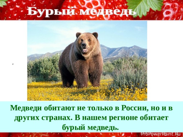 , Медведи обитают не только в России, но и в других странах. В нашем регионе обитает бурый медведь. , . 