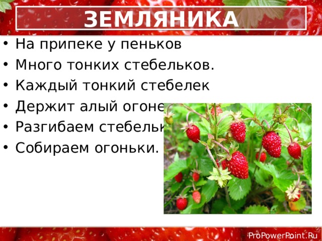 ЗЕМЛЯНИКА На припеке у пеньков Много тонких стебельков. Каждый тонкий стебелек Держит алый огонек. Разгибаем стебельки — Собираем огоньки. 