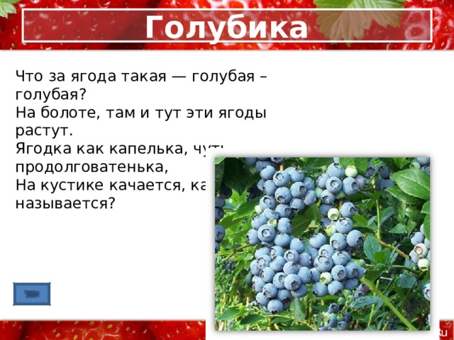 Голубика Что за ягода такая — голубая – голубая?  На болоте, там и тут эти ягоды растут.  Ягодка как капелька, чуть продолговатенька,  На кустике качается, как называется? 