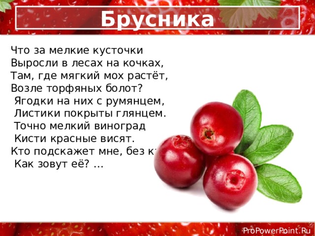 Брусника Что за мелкие кусточки Выросли в лесах на кочках, Там, где мягкий мох растёт, Возле торфяных болот?  Ягодки на них с румянцем,  Листики покрыты глянцем.  Точно мелкий виноград  Кисти красные висят. Кто подскажет мне, без крика,  Как зовут её? …   