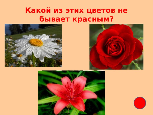 Какой из этих цветов не бывает красным? 
