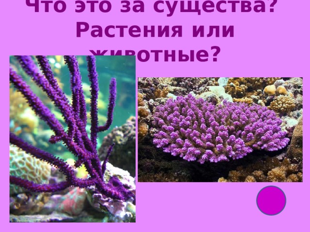 Что это за существа?  Растения или животные? 