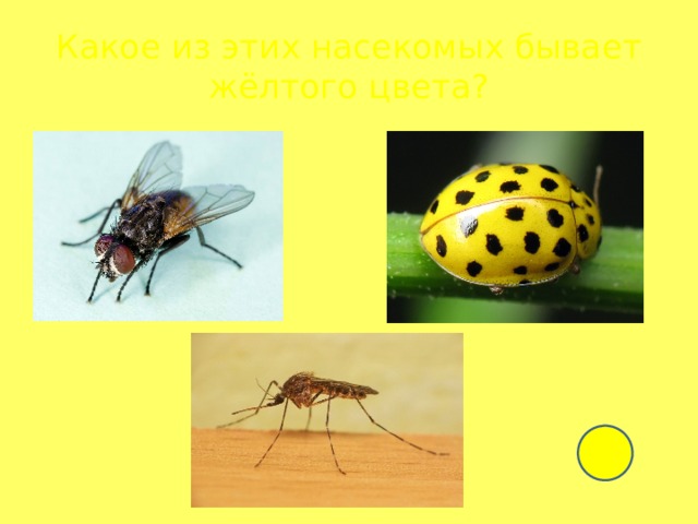 Какое из этих насекомых бывает жёлтого цвета? 