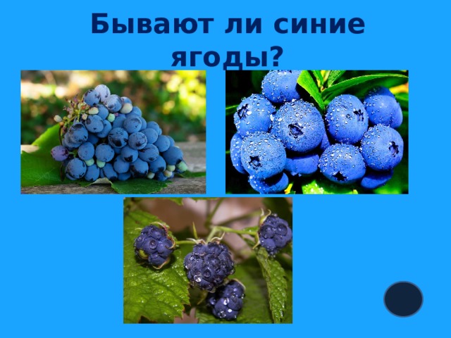 Бывают ли синие ягоды? 