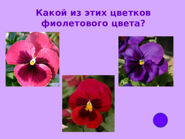 Какой из этих цветков фиолетового цвета? 