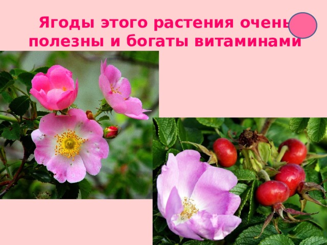Ягоды этого растения очень полезны и богаты витаминами 