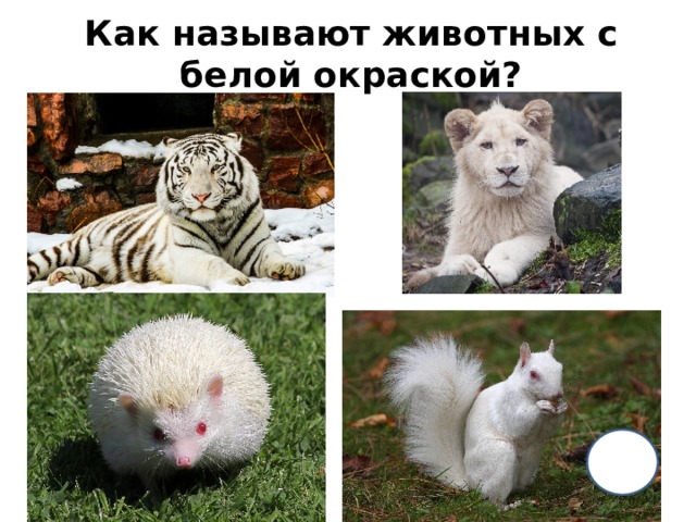 Как называют животных с белой окраской? 