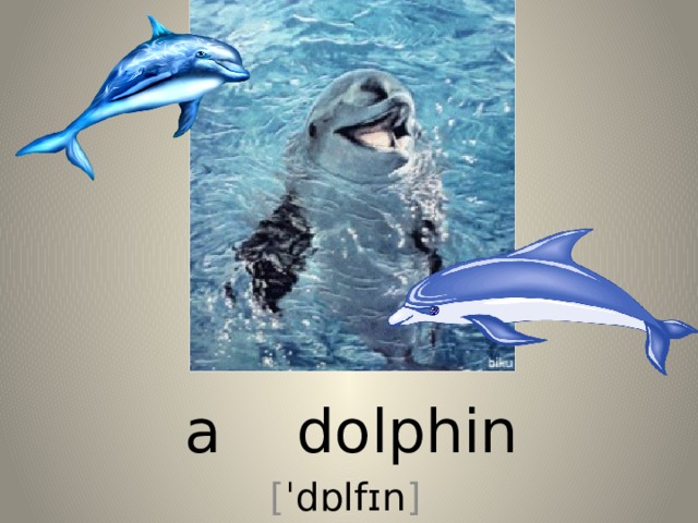 a dolphin [ ˈdɒlfɪn ] 