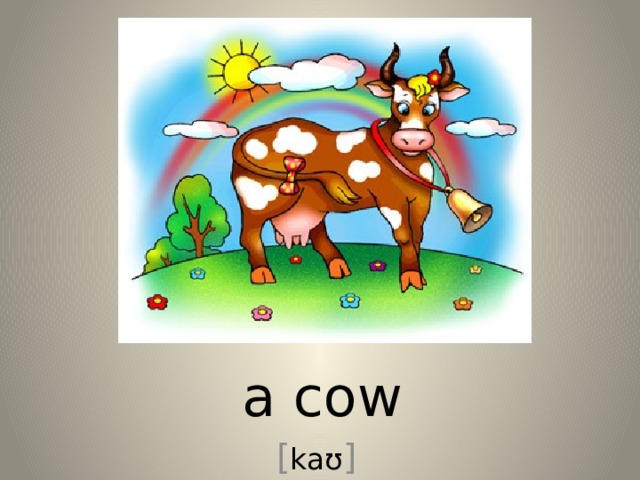 a cow [ kaʊ ] 