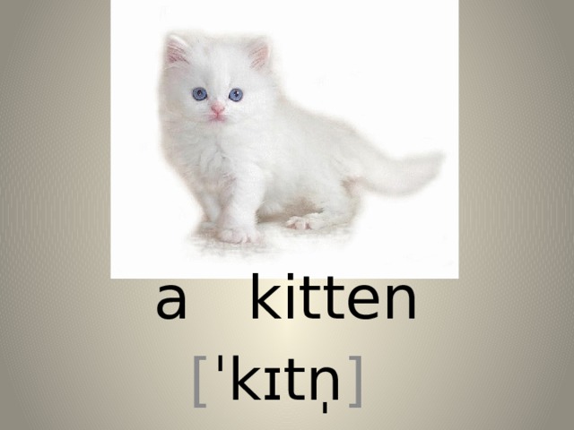 a kitten [ ˈkɪtn̩ ] 