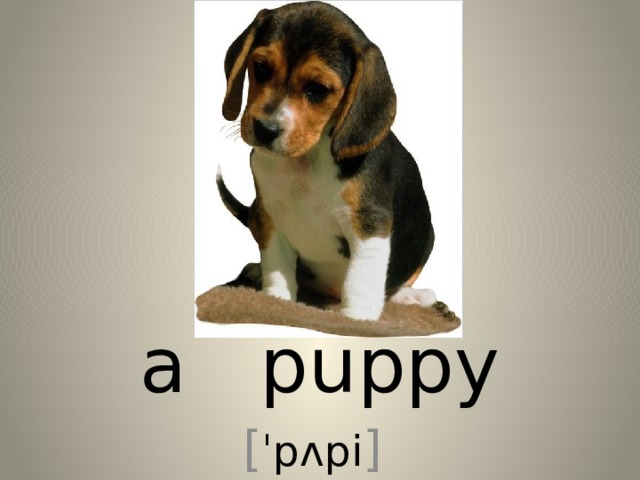 a puppy [ ˈpʌpi ] 