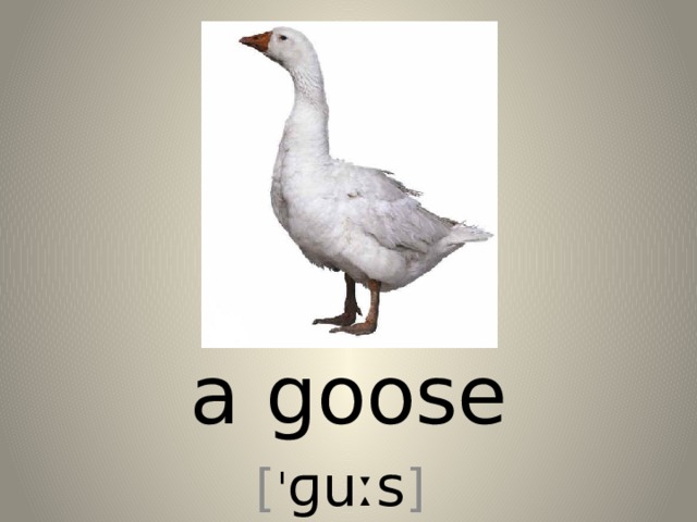 a goose [ ˈ ɡuːs ] 