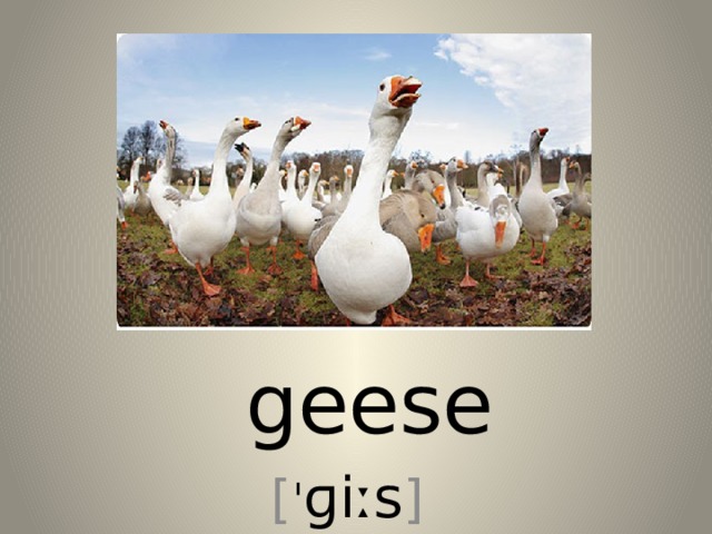  geese [ ˈ ɡiːs ] 