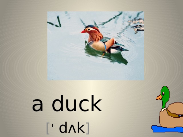 a duck [ ˈ dʌk ] 