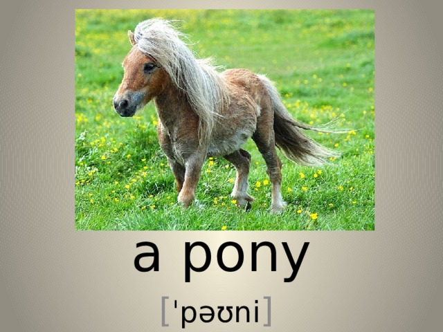 a pony [ ˈpəʊni ] 