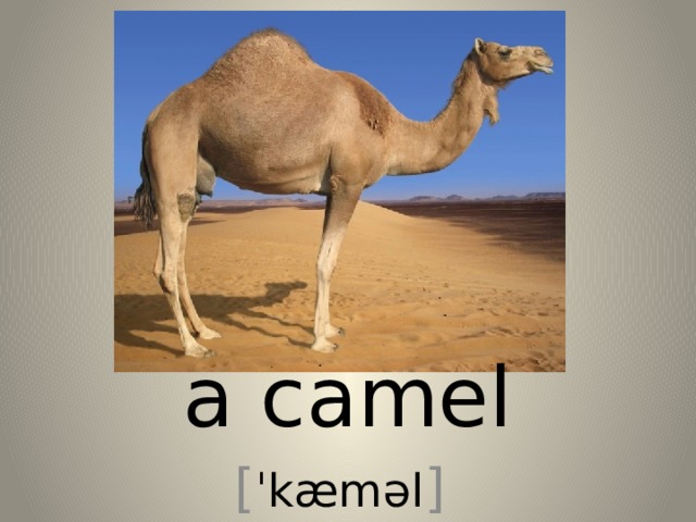 a camel [ ˈkæməl ] 