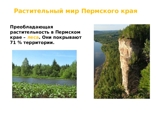 Растительный мир Пермского края Преобладающая растительность в Пермском крае – леса . Они покрывают 71 % территории. 