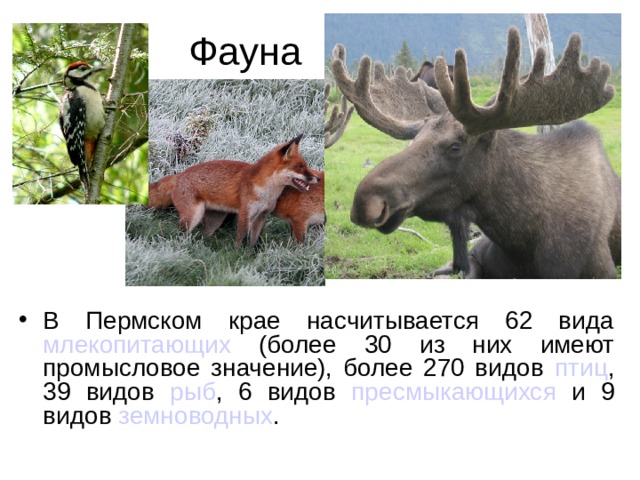 Фауна В Пермском крае насчитывается 62 вида млекопитающих (более 30 из них имеют промысловое значение), более 270 видов птиц , 39 видов рыб , 6 видов пресмыкающихся и 9 видов земноводных . 