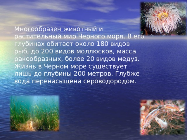 Многообразен животный и растительный мир Черного моря. В его глубинах обитает около 180 видов рыб, до 200 видов моллюсков, масса ракообразных, более 20 видов медуз. Жизнь в Черном море существует лишь до глубины 200 метров. Глубже вода перенасыщена сероводородом. 