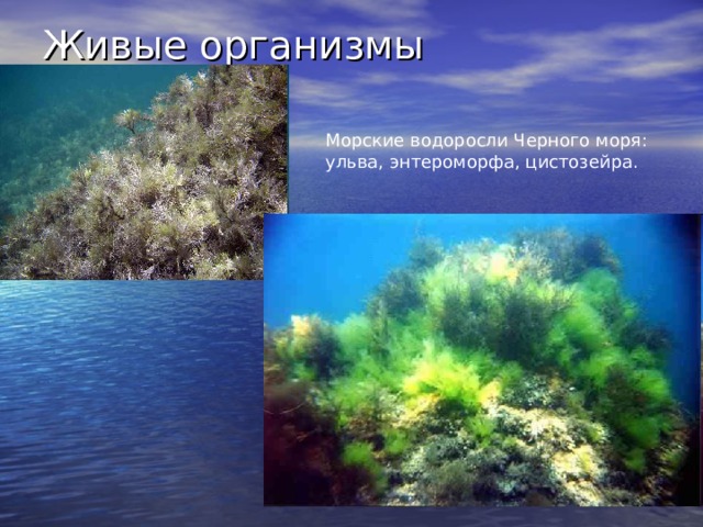 Живые организмы Морские водоросли Черного моря: ульва, энтероморфа, цистозейра. 