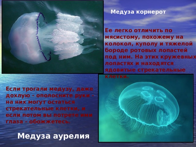 Медуза корнерот Ее легко отличить по мясистому, похожему на колокол, куполу и тяжелой бороде ротовых лопастей под ним. На этих кружевных лопастях и находятся ядовитые стрекательные клетки. Если трогали медузу, даже дохлую - ополосните руки - на них могут остаться стрекательные клетки, и если потом вы потрете ими глаза - обожжетесь. Медуза аурелия 
