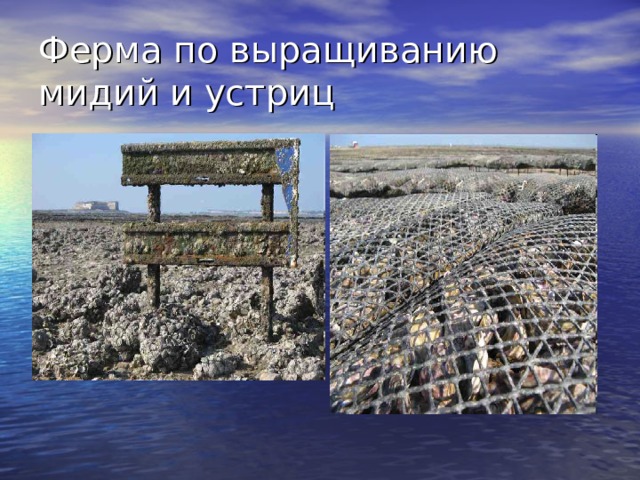 Ферма по выращиванию мидий и устриц 