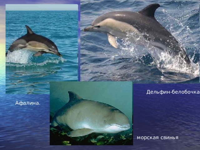 Дельфин-белобочка Афалина. морская свинья 