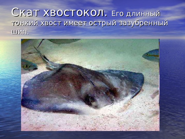 Скат хвостокол. Его длинный тонкий хвост имеет острый зазубренный шип. 