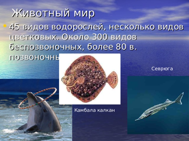 Животный мир 45 видов водорослей, несколько видов цветковых. Около 300 видов беспозвоночных, более 80 в. позвоночных. Севрюга Камбала калкан 