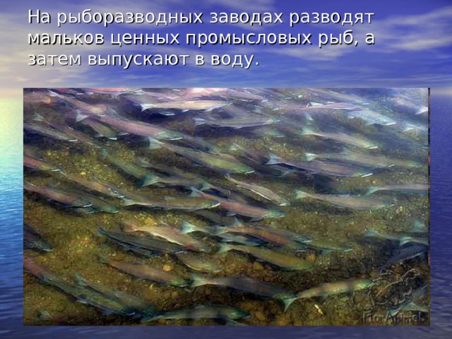 На рыборазводных заводах разводят мальков ценных промысловых рыб, а затем выпускают в воду. 