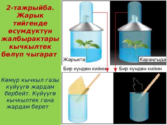 2-тажрыйба. Жарык тийгенде өсүмдүктүн жалбырактары кычкылтек бөлүп чыгарат Көмүр кычкыл газы күйүүгө жардам бербейт. Күйүүгө кычкылтек гана жардам берет  