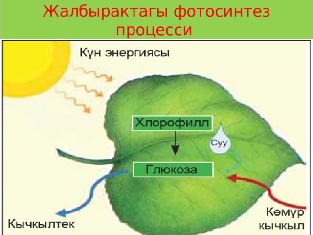 Жалбырактагы фотосинтез процесси  