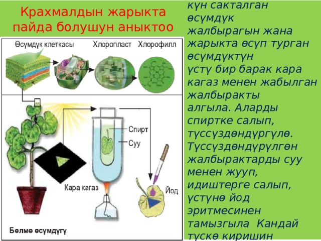 Крахмалдын жарыкта пайда болушун аныктоо Караңгы жайда эки-үч күн сакталган өсүмдүк жалбырагын жана жарыкта өсүп турган өсүмдүктүн үстү бир барак кара кагаз менен жабылган жалбыракты алгыла. Аларды спиртке салып, түссүздөндүргүлө. Түссүздөндүрүлгөн жалбырактарды суу менен жууп, идиштерге салып, үстүнө йод эритмесинен тамызгыла Кандай түскө киришин байкагыла.  
